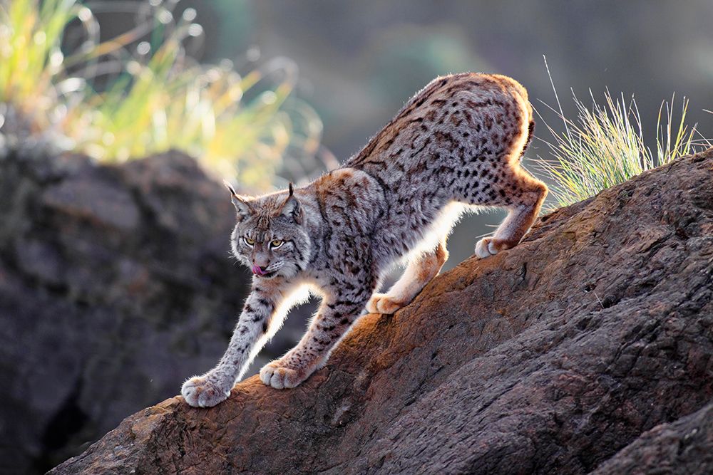 Lynx At Sunset art print by Gianfranco Barbieri for $57.95 CAD