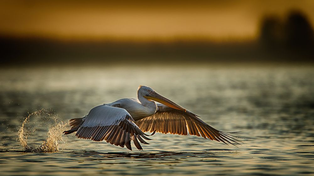Pelican Take Off...2 art print by Baris Akpinar for $57.95 CAD