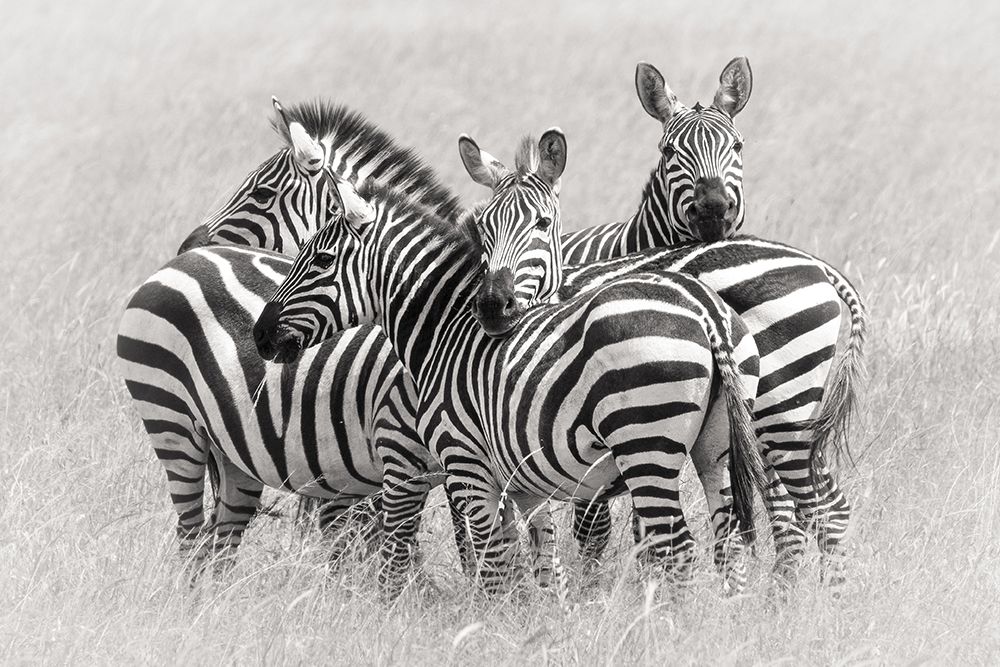 Zebras art print by Kirill Trubitsyn for $57.95 CAD