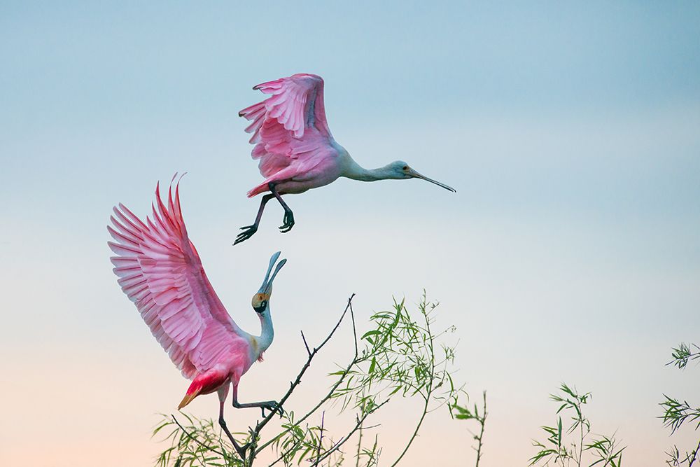 Rosy Pair (Roseate Spoonbills) art print by C. Mei for $57.95 CAD