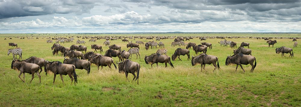 Great Migration In Serengeti Plains art print by Kirill Trubitsyn for $57.95 CAD