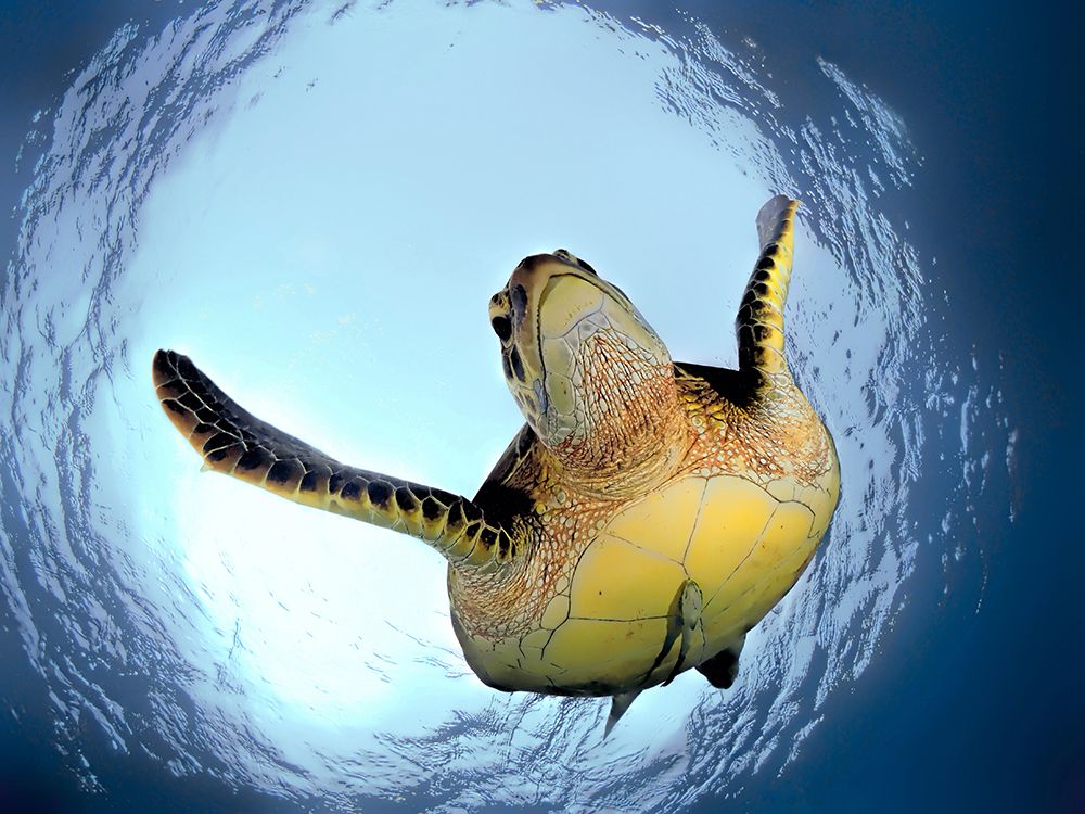 Green Turtle in Snells Window art print by Henry Jager for $57.95 CAD