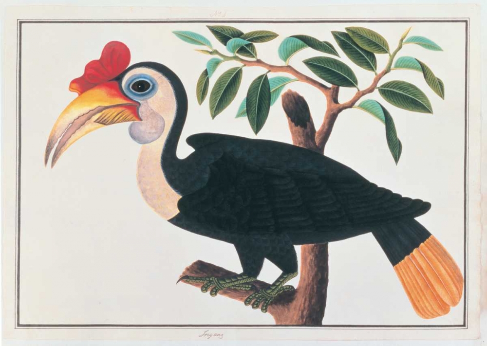 Ingang, Hornbill art print by Anonymous for $57.95 CAD