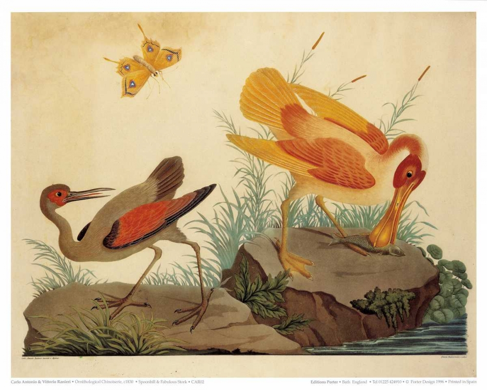 Spoonbill and Fantasy Stork art print by Carlo Vittorio Raineri for $57.95 CAD