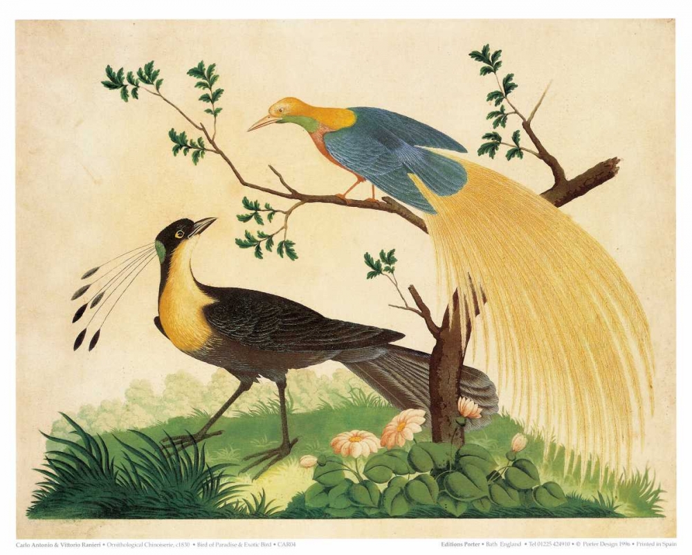 Bird of Paradise and Exotic Bird art print by Carlo Vittorio Raineri for $57.95 CAD