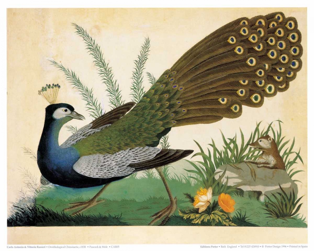 Peacock and Mole art print by Carlo Vittorio Raineri for $57.95 CAD