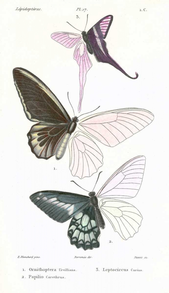 Butterflies, Plate 17 art print by Emile Blanchard for $57.95 CAD