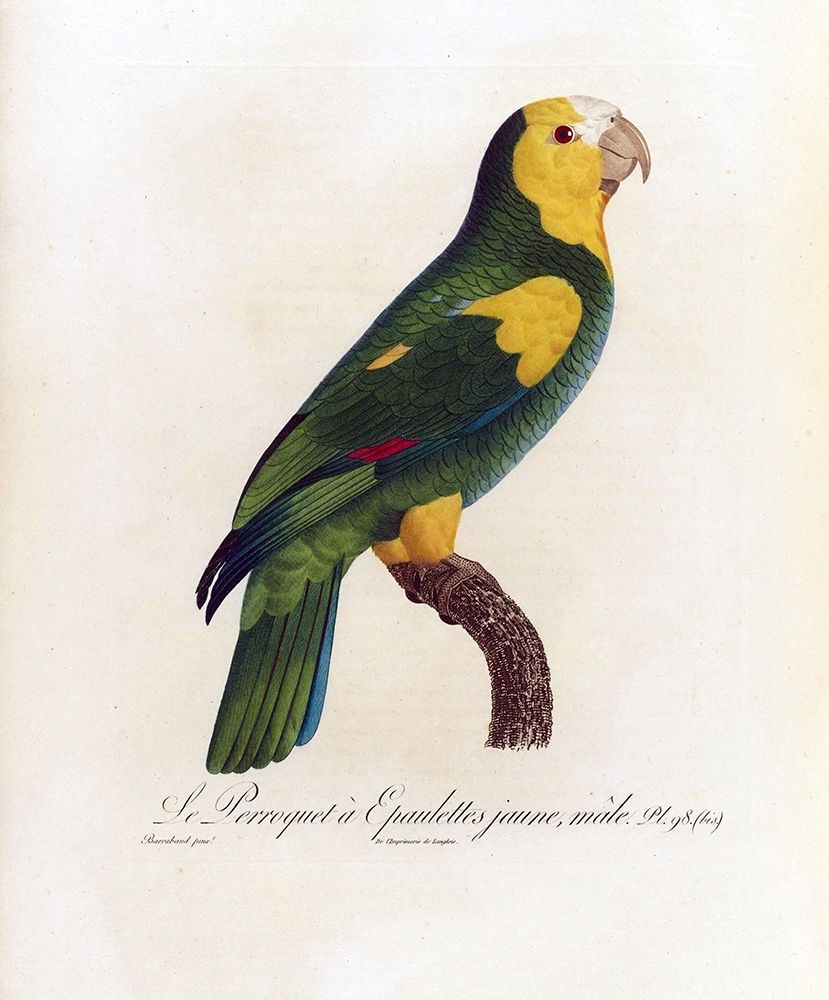 Le Perroquet a Epaulettes jaune, male art print by Jacques Barraband for $57.95 CAD