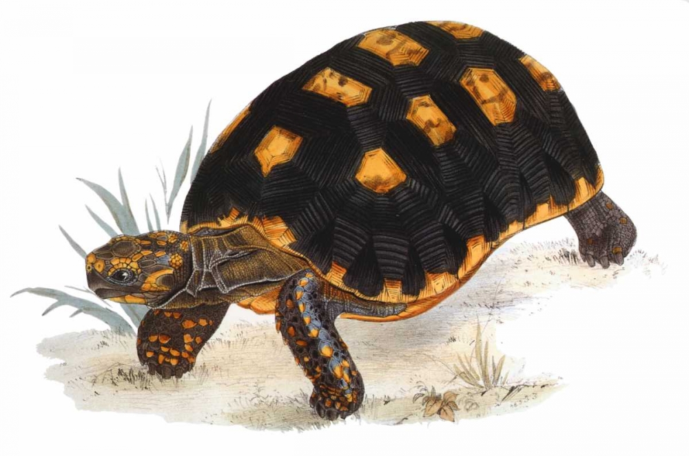 Tortoise, Carbonaria art print by James Sowerby for $57.95 CAD