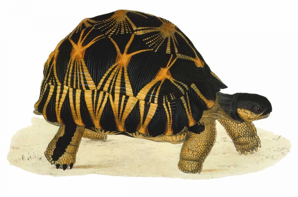 Tortoise, Radiata art print by James Sowerby for $57.95 CAD