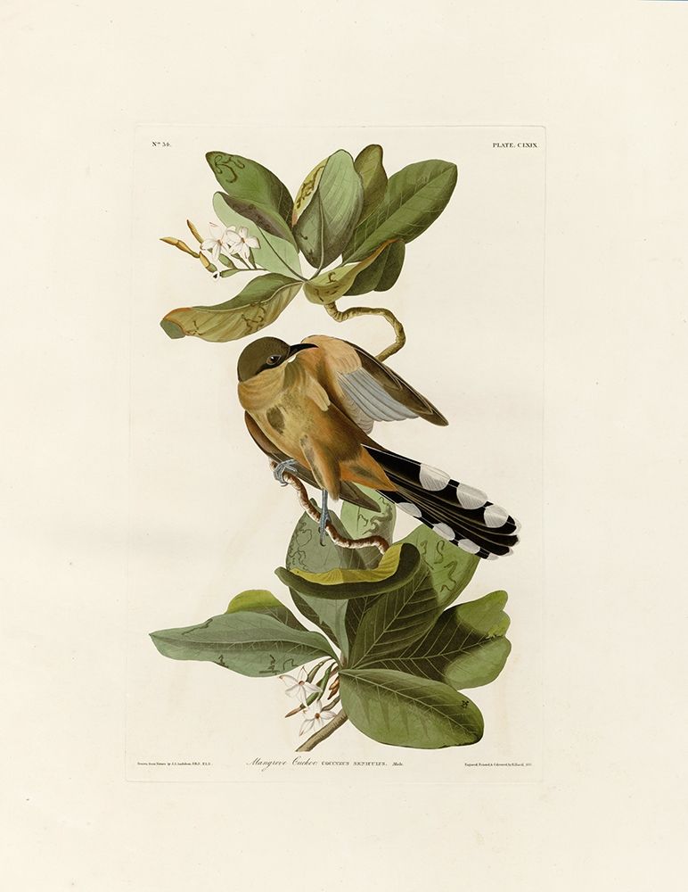 Mangrove Cuckoo art print by John James Audubon for $57.95 CAD