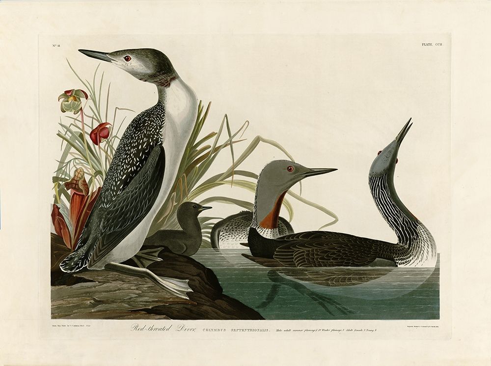 Red Throated Diver art print by John James Audubon for $57.95 CAD