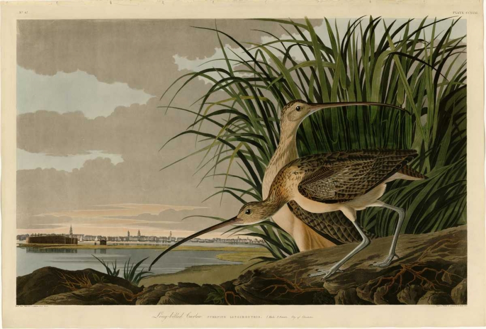 Long Billed Curlew art print by John James Audubon for $57.95 CAD