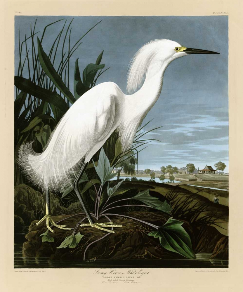 Snowy Heron or White Egret art print by John James Audubon for $57.95 CAD