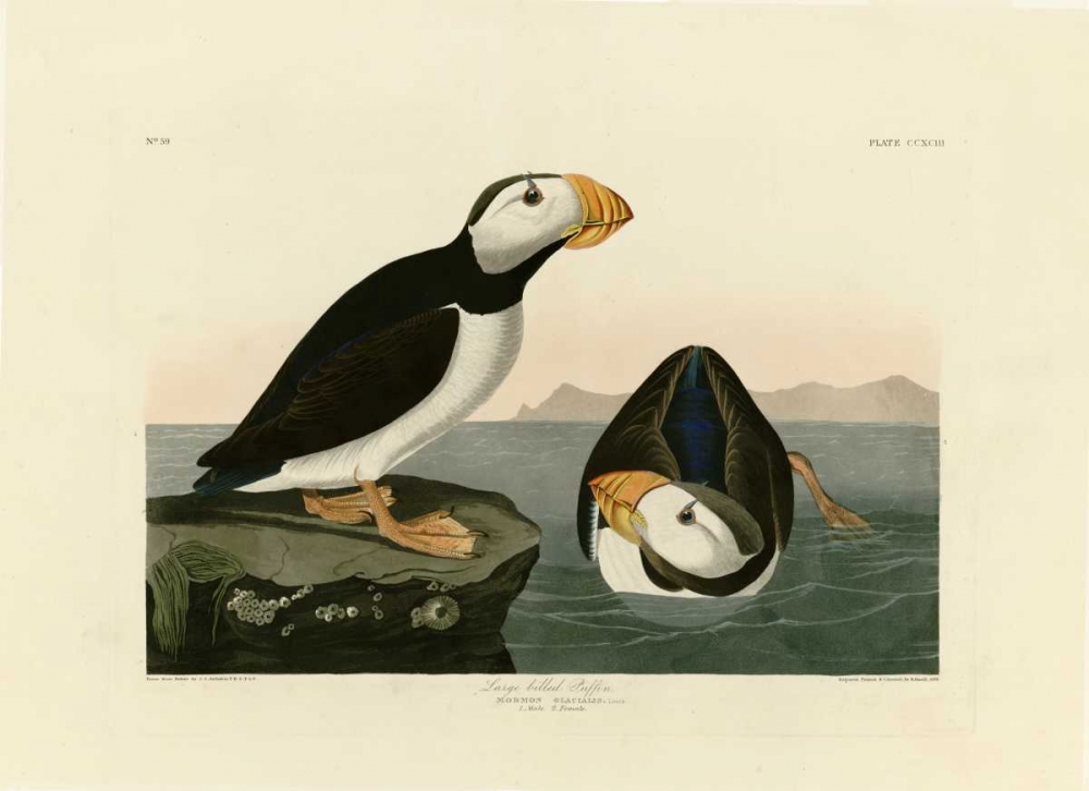 Large Billed Puffin art print by John James Audubon for $57.95 CAD