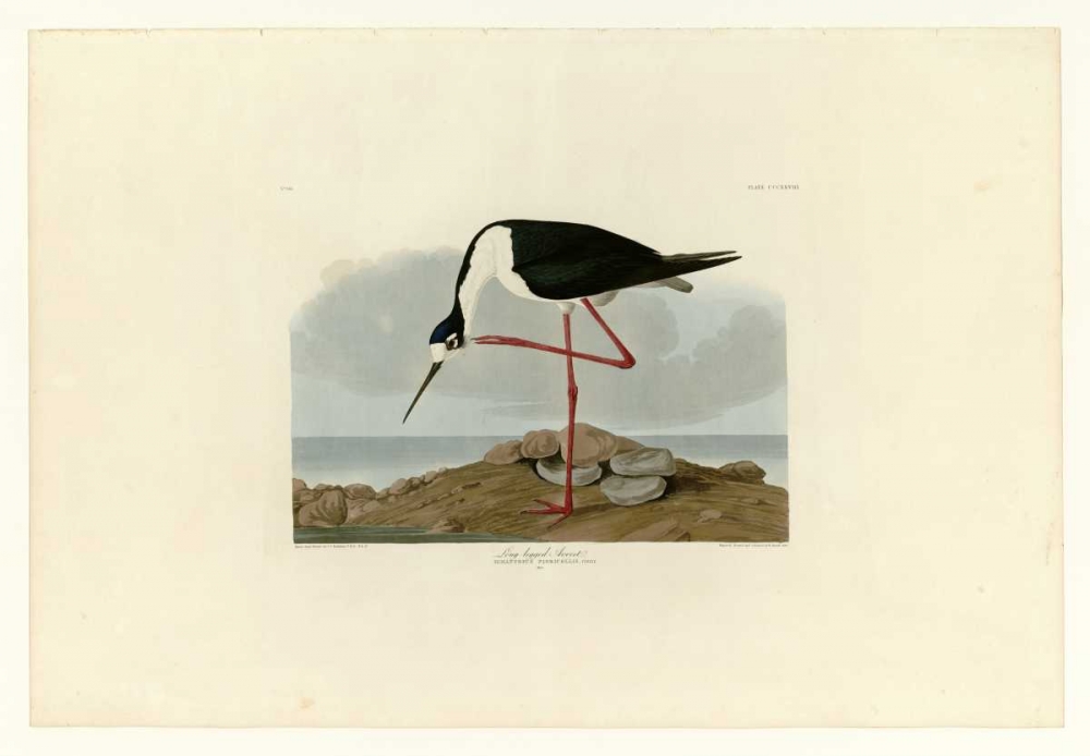 Long Legged Avocet art print by John James Audubon for $57.95 CAD