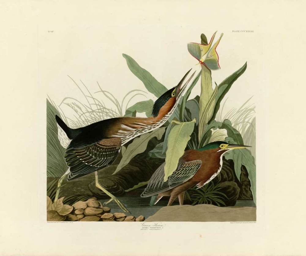 Green Heron art print by John James Audubon for $57.95 CAD
