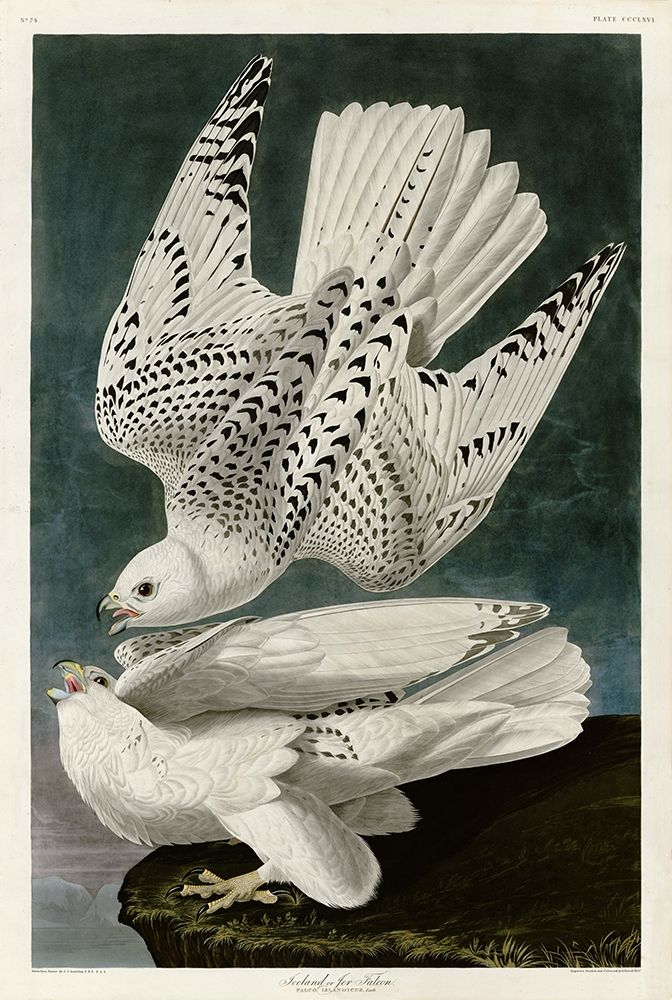 Iceland Falcon art print by John James Audubon for $57.95 CAD