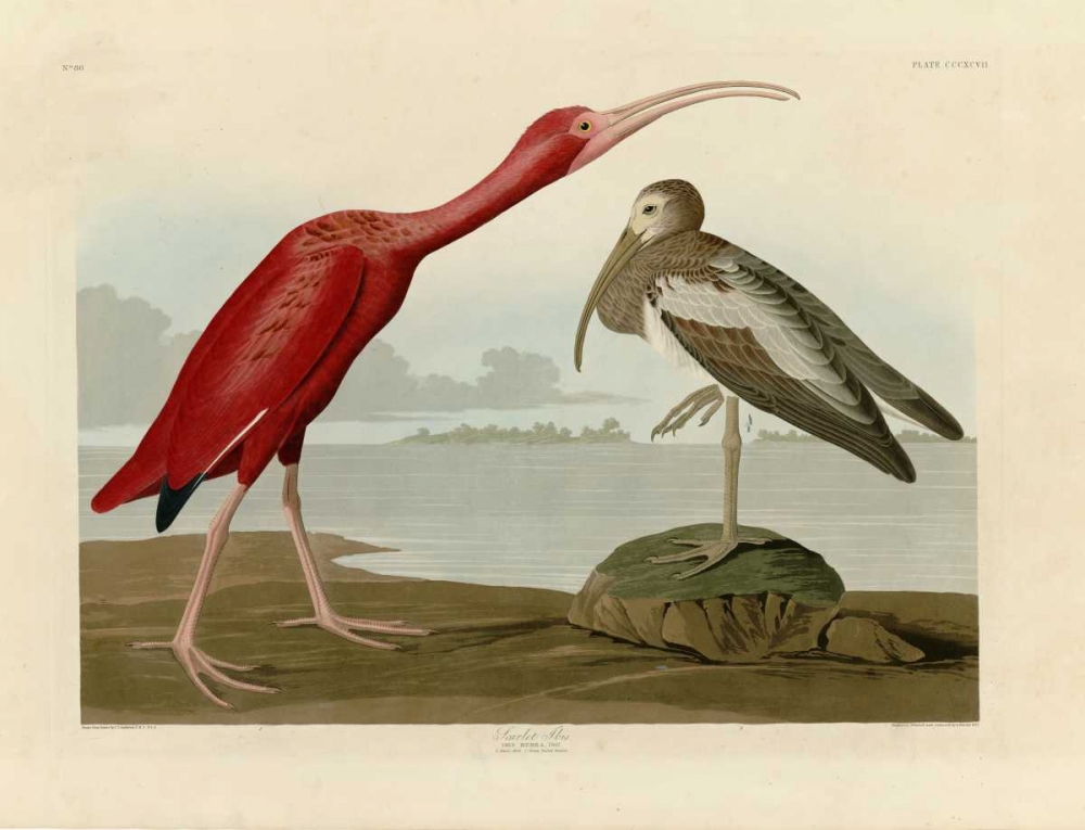 Scarlet Ibis art print by John James Audubon for $57.95 CAD
