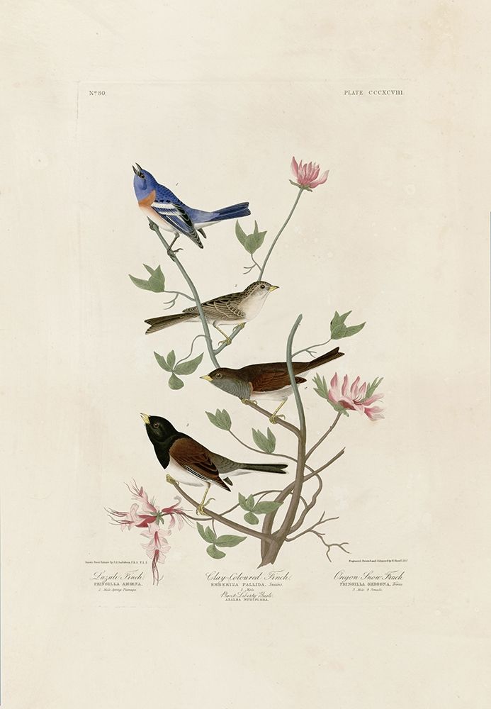 Finches art print by John James Audubon for $57.95 CAD
