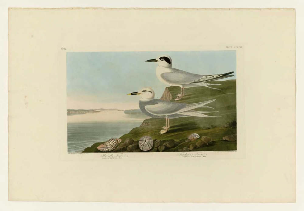 Trudeaus Tern art print by John James Audubon for $57.95 CAD