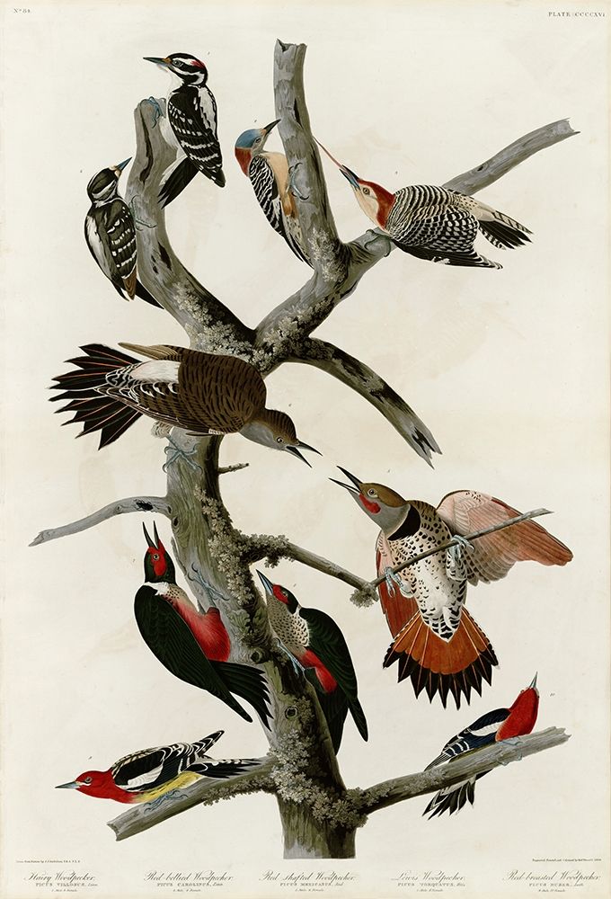 Woodpeckers art print by John James Audubon for $57.95 CAD