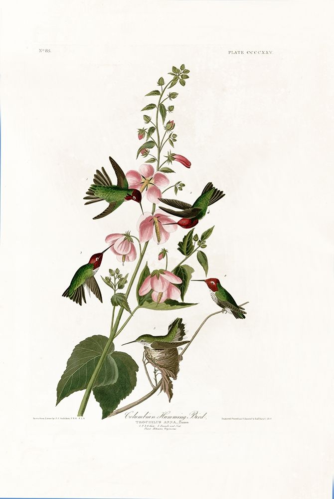 Columbian Humming Bird art print by John James Audubon for $57.95 CAD