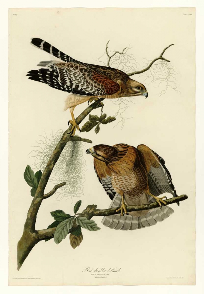 Red Shouldered Hawk art print by John James Audubon for $57.95 CAD