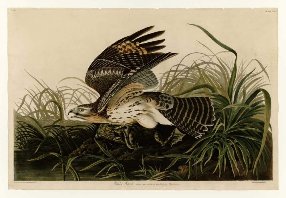 Winter Hawk art print by John James Audubon for $57.95 CAD