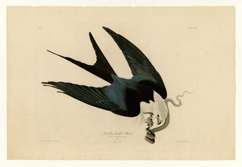 Swallow-Tailed Hawk art print by John James Audubon for $57.95 CAD