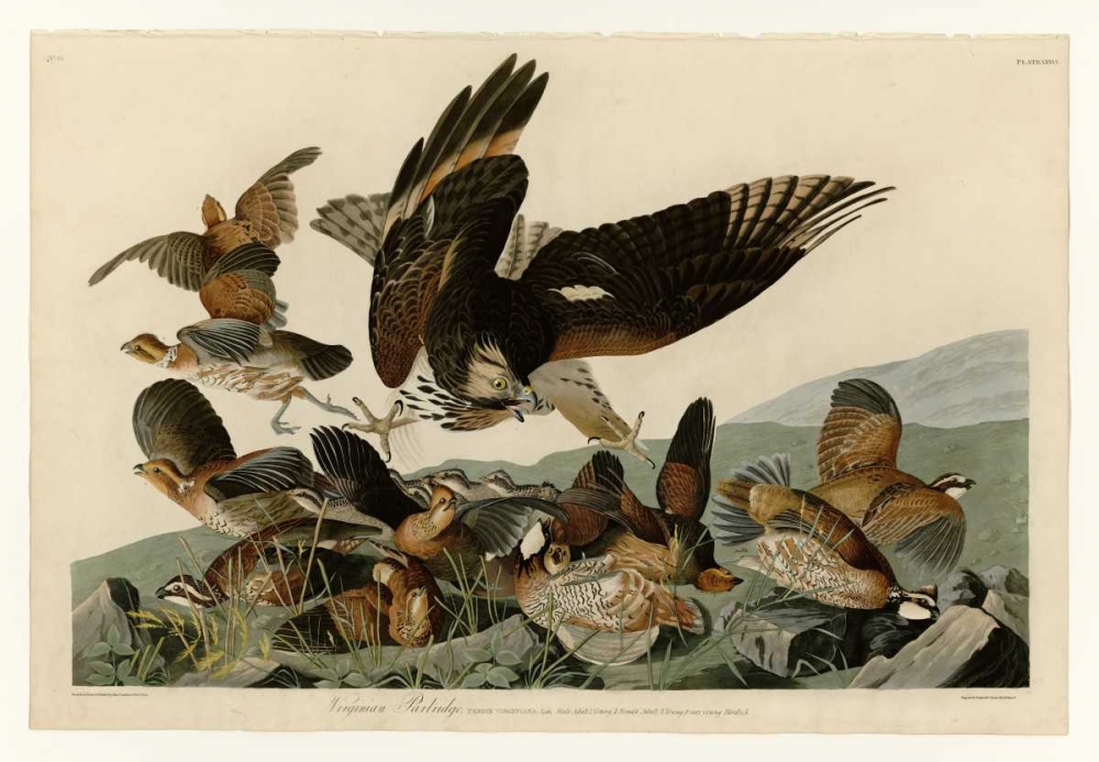 Virginian Partridge art print by John James Audubon for $57.95 CAD