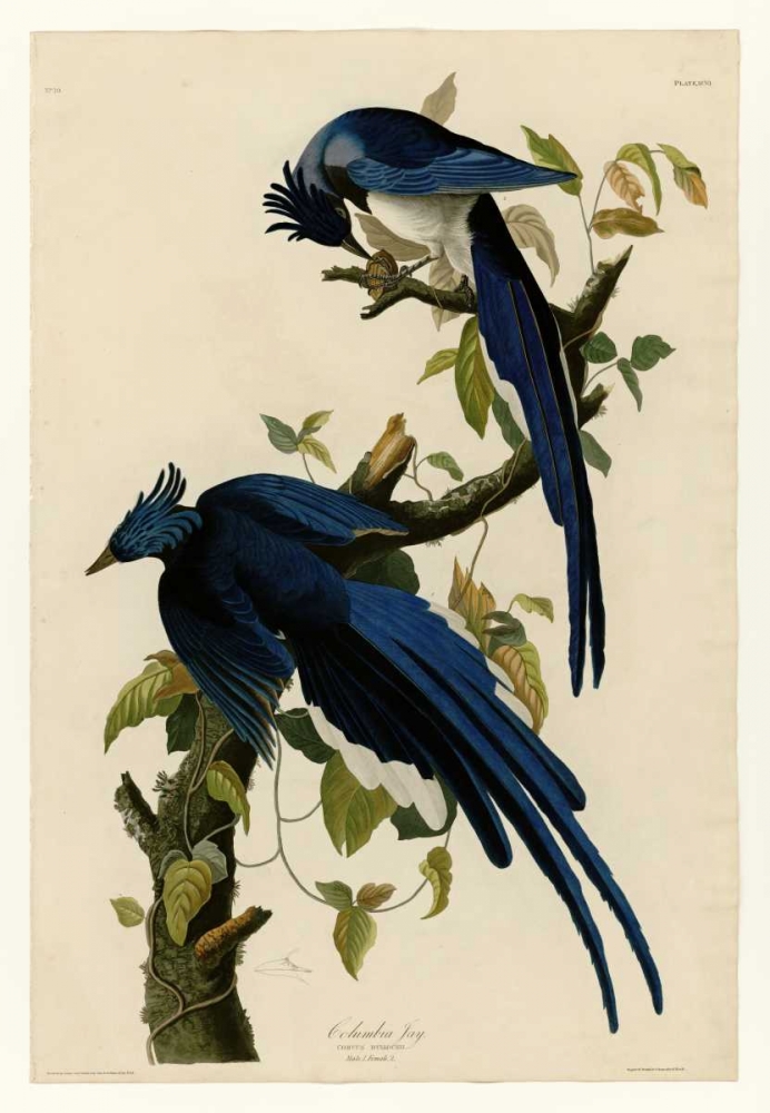 Columbia Jay art print by John James Audubon for $57.95 CAD