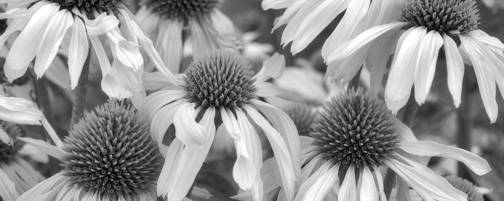 Echinacea Sunrise art print by Dennis Frates for $57.95 CAD