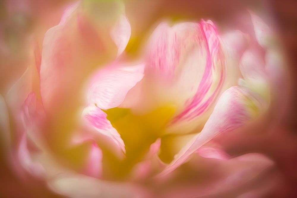 Close up of peony flower art print by Dennis Frates for $57.95 CAD