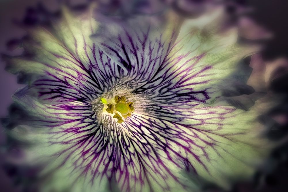 Close up of petunia flower art print by Dennis Frates for $57.95 CAD