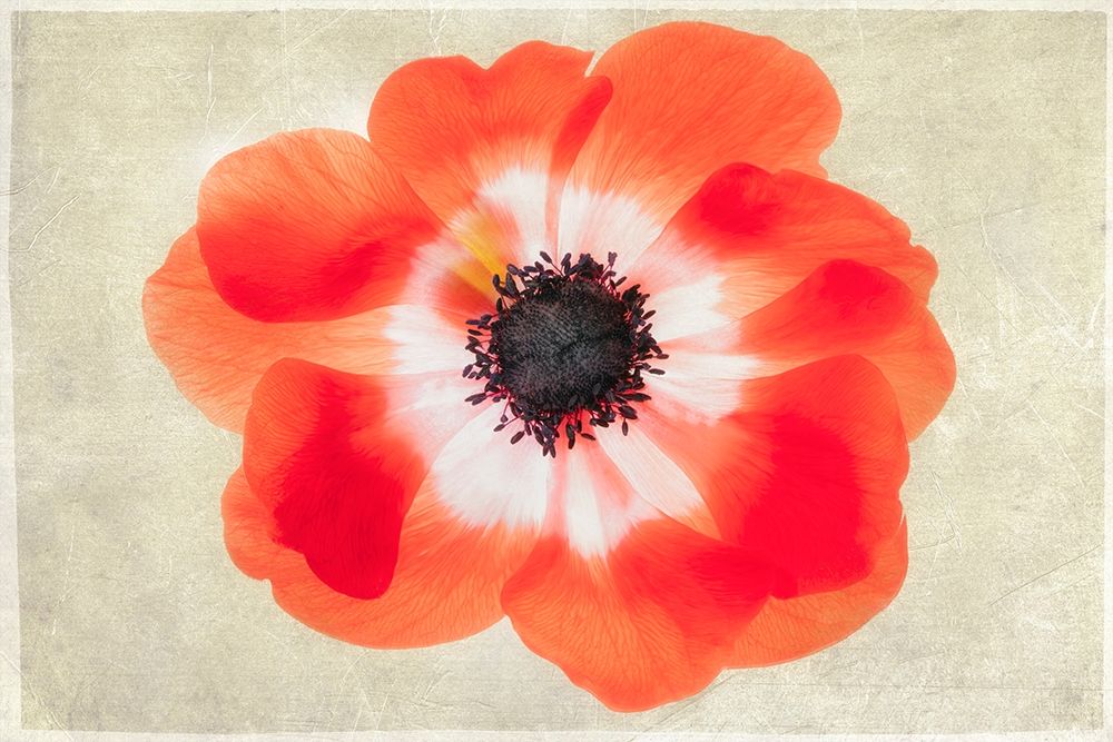 Close up of Anemone flower art print by Dennis Frates for $57.95 CAD