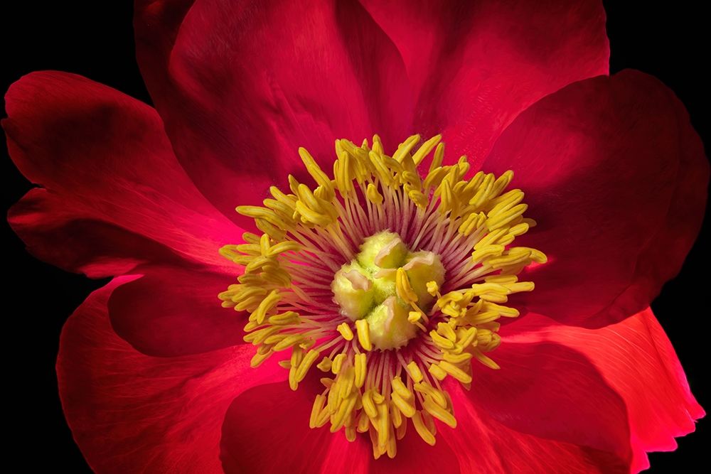 Close up of peony flower art print by Dennis Frates for $57.95 CAD