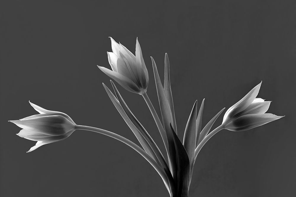 Tulip Trio art print by Dennis Frates for $57.95 CAD