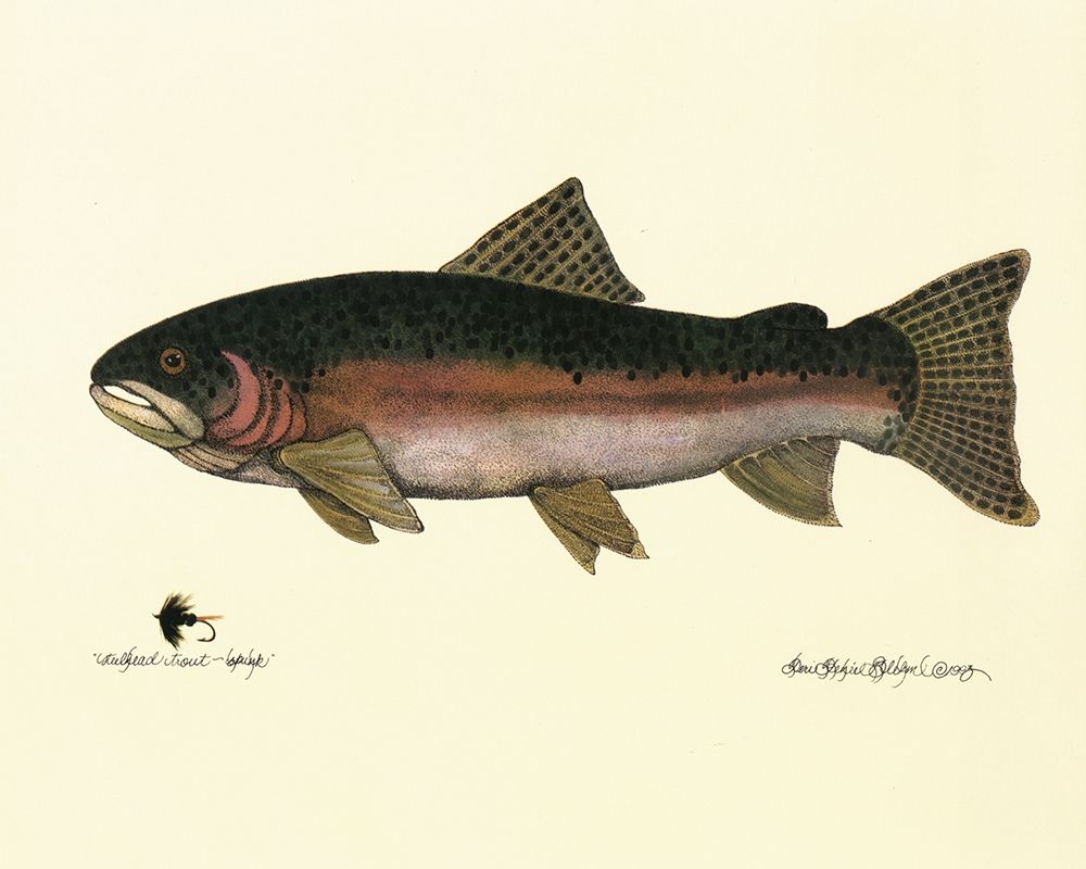 Steelhead Trout art print by Unknown for $57.95 CAD