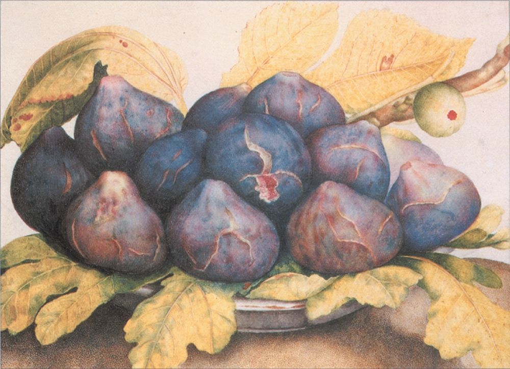 Figs art print by Unknown for $57.95 CAD