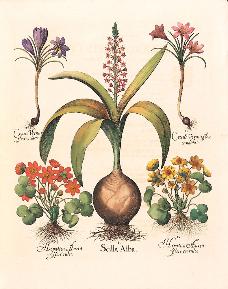 Bulb Botanical art print by Unknown for $57.95 CAD