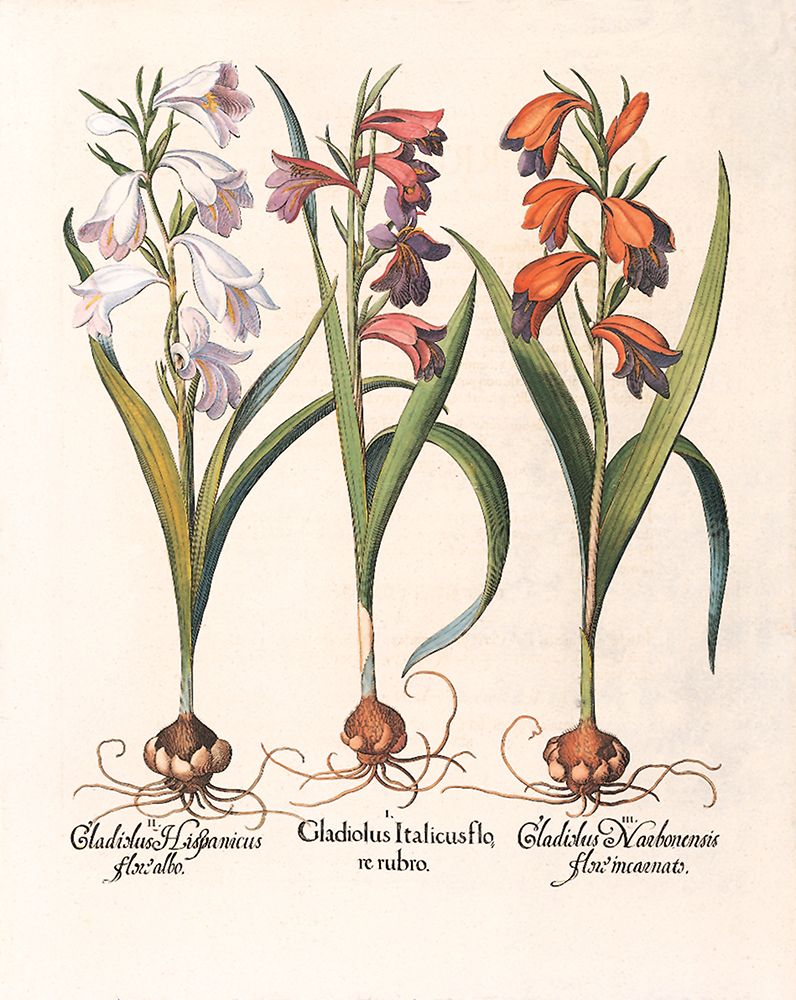 Gladiola Botanical art print by Unknown for $57.95 CAD