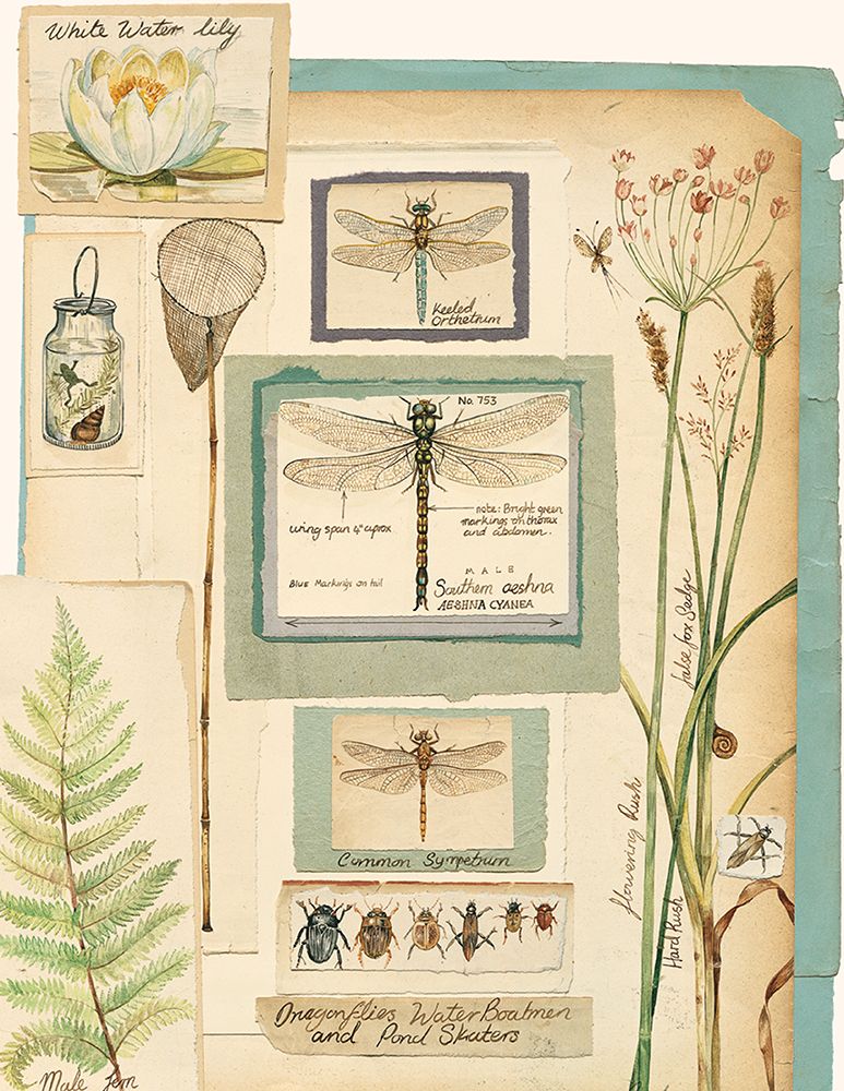 Dragonfly Collage art print by Brooks for $57.95 CAD