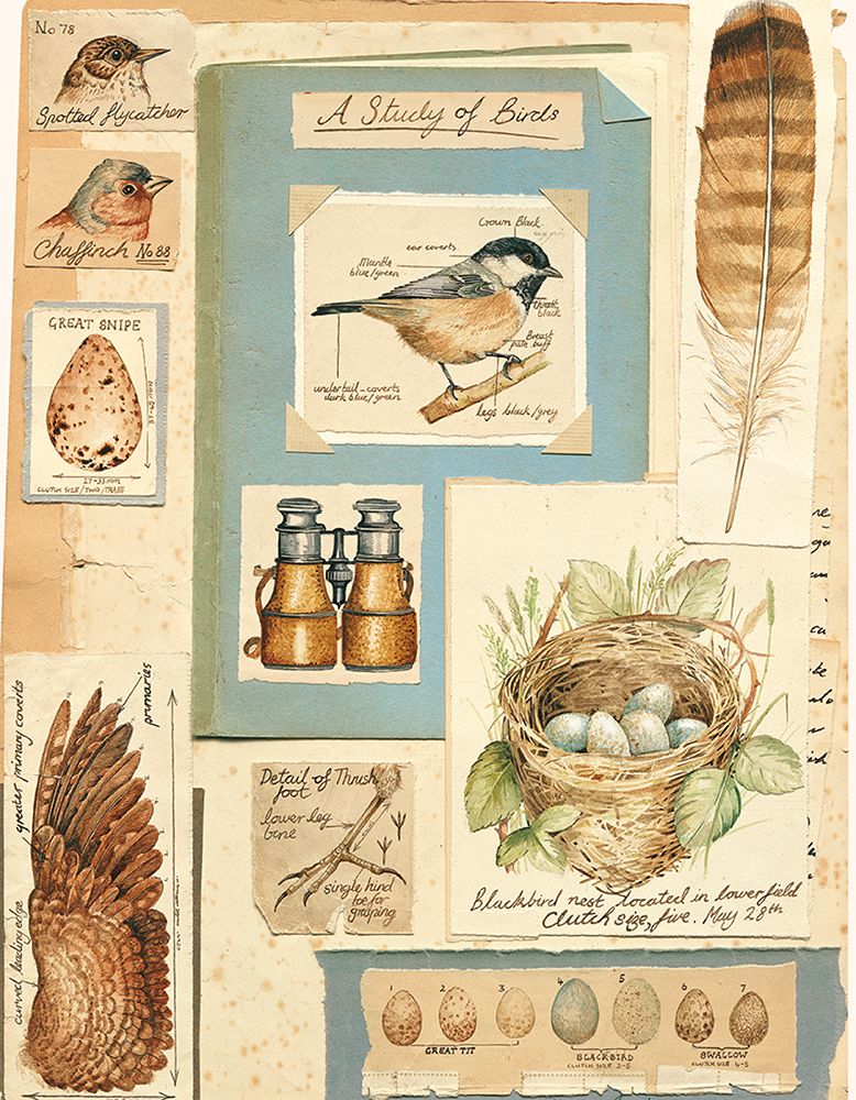 Bird Collage art print by Brooks for $57.95 CAD
