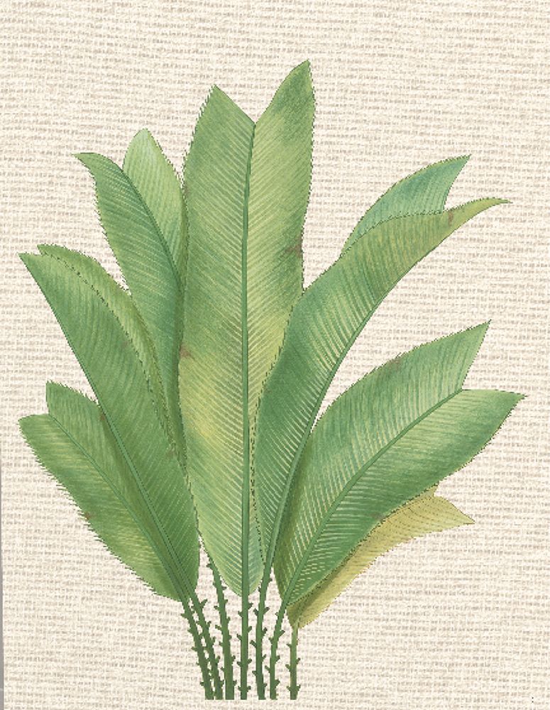 Palm Fronds I art print by Unknown for $57.95 CAD