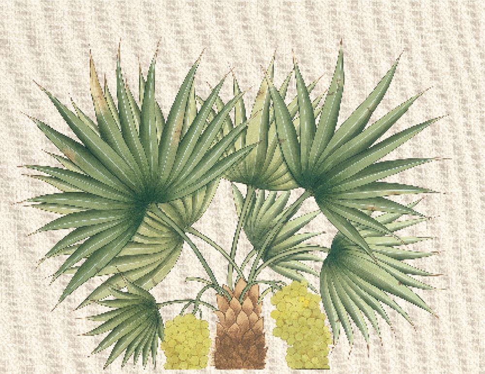 Palm Fronds III art print by Unknown for $57.95 CAD