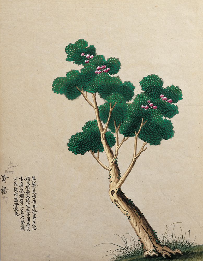 Oriental Tree art print by Unknown for $57.95 CAD