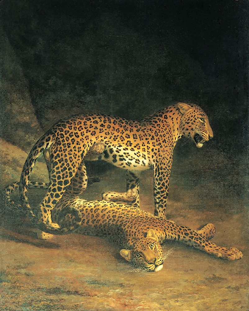Leopards art print by Unknown for $57.95 CAD