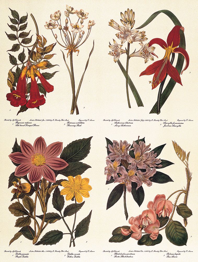 Botanicals art print by Unknown for $57.95 CAD