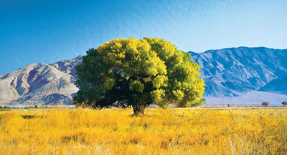 Tree on Mountain art print by Unknown for $57.95 CAD